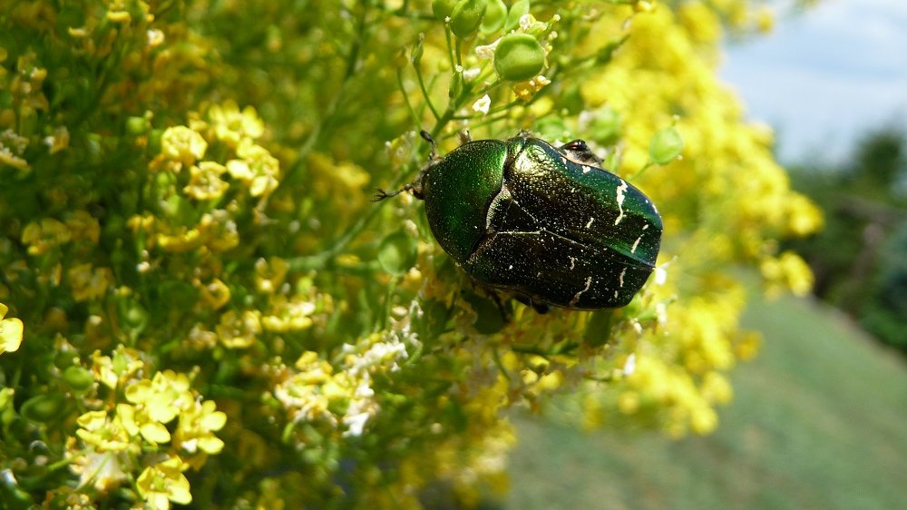 Grün-metallisch glänzender Käfer auf gelben Blüten