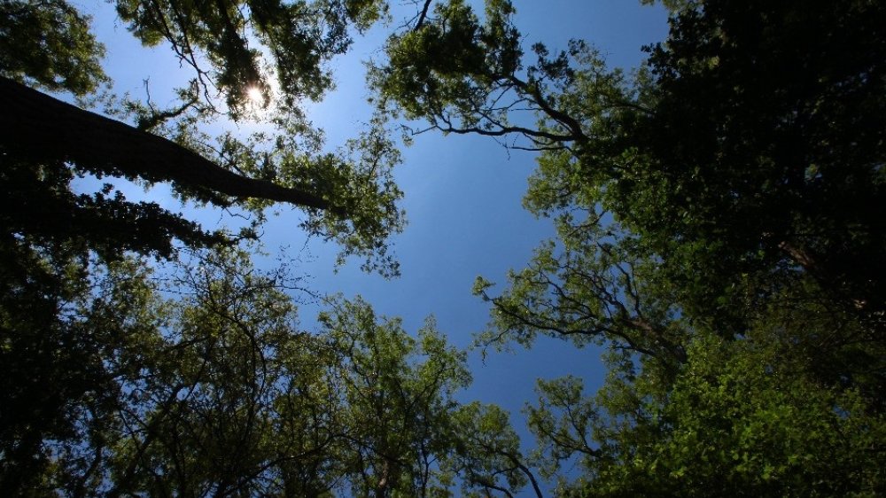 Blick durch eine Lücke zwischen Bäumen zum blauen Himmel