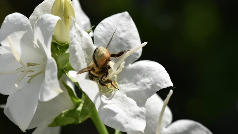 In einen Blütenkelche eingetauchte Biene, nur der Hinterleib ist zu sehen