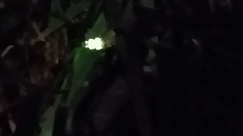 Leuchtender Punkt eines Glühwürmchens