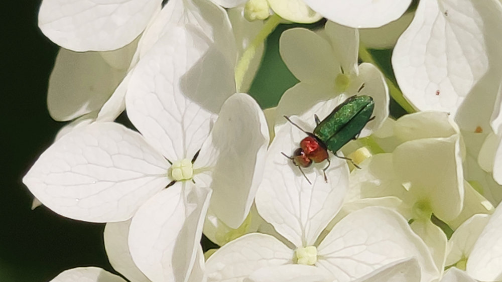Käfer auf Blüten