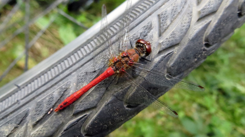 Rote Libelle auf einem Fahrradreifen
