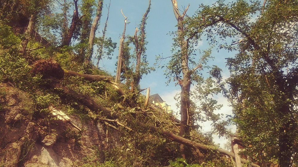 Umgestürzter Baum am Michaelsberg
