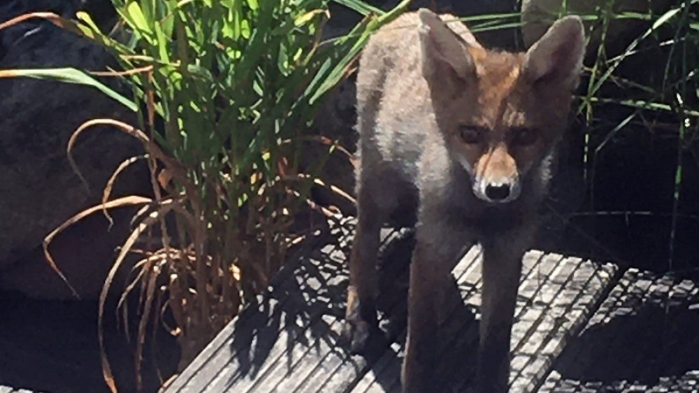 Ein Fuchs auf der Terrasse