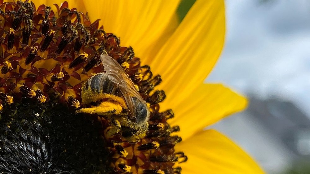 Honigbiene an einer Sonnenblumenblüte