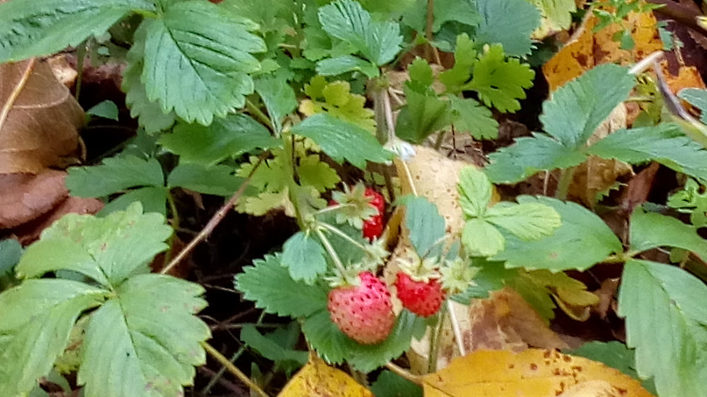 Erdbeeren im November