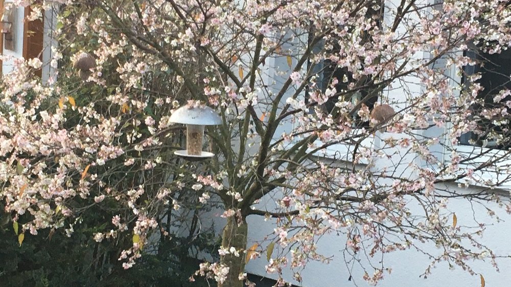 Blühender Winterkirschbaum