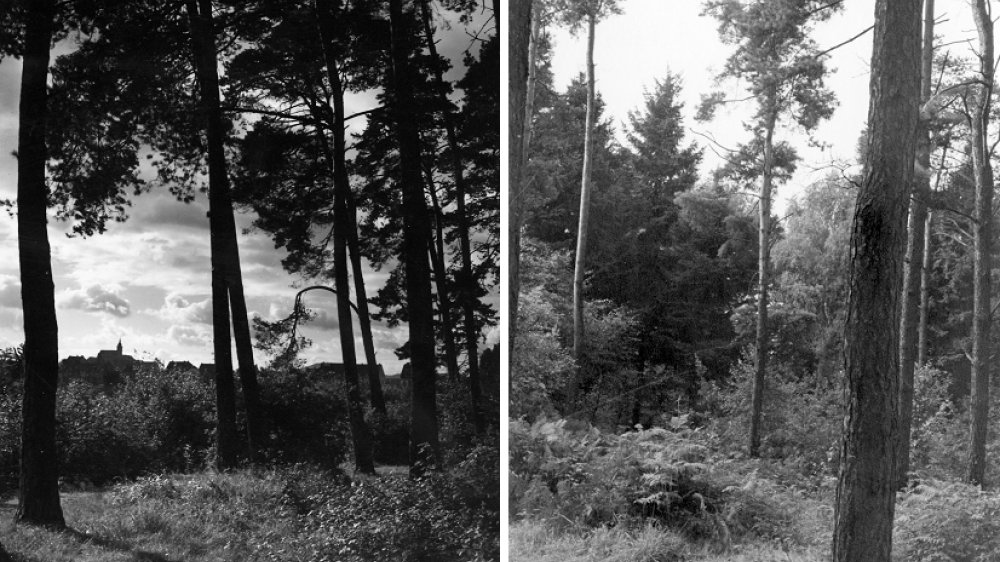Siegburger Stadtwald 1955 (l.), Kaldauer Wald im September 1957