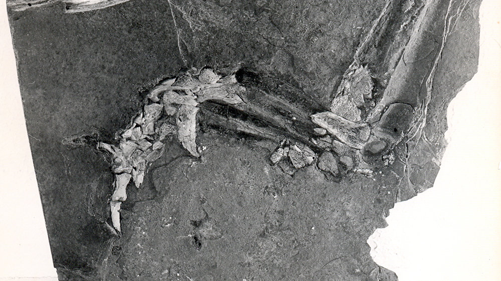 Krokodilsfuß, 25 Millionen Jahre alt, Ausstellung der Fossilien im Stadtmuseum Siegburg