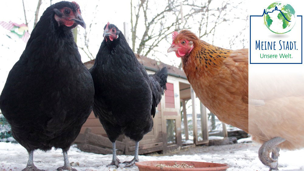 zwei schwarze und ein braunes Huhn, im Hintergrund der Stall aus Holz