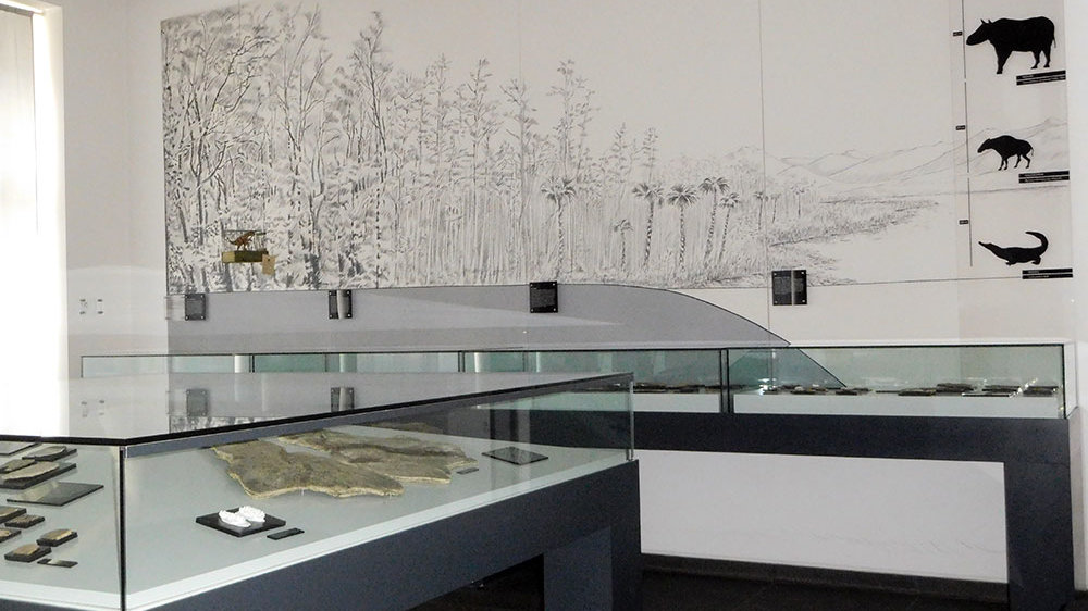 Rotter Fossilien in der Ausstellungsvitrine im Stadtmuseum