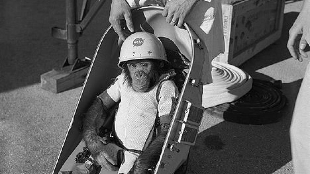 Ham, der erste suborbitale Schimpanse der Menschheits- und Affengeschichte 1961