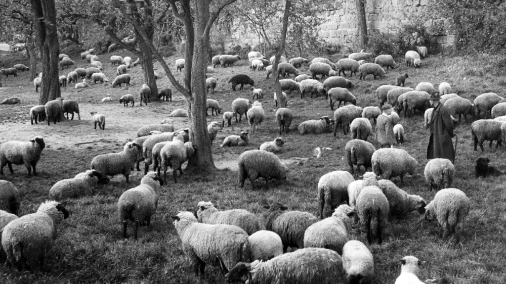 Schafe an der Siegburger Stadtmauer 1935