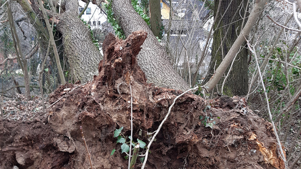 Umgestürzter Baum in der  Hubertusstraße