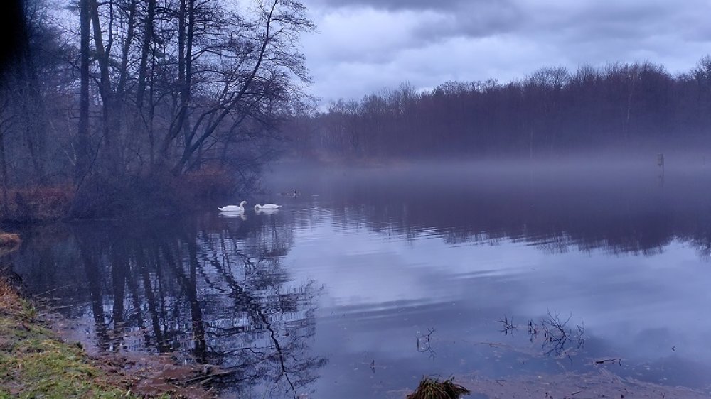 Zwei Höckerschwäne auf einem Waldsee, von dem leichter Nebel aufsteigt