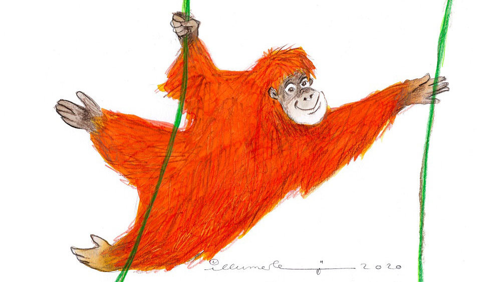 VHS Tiere zeichnen - ein roter Affe