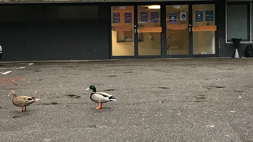 Zwei Enten auf dem Parkplatz des Rathauses