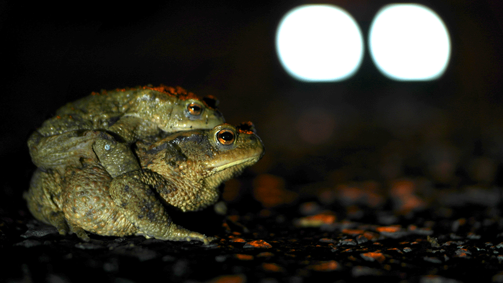 Erdkröten 