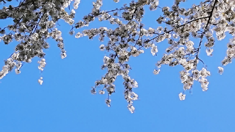 Weiße Blüten eines Baumes vor blauem Himmel