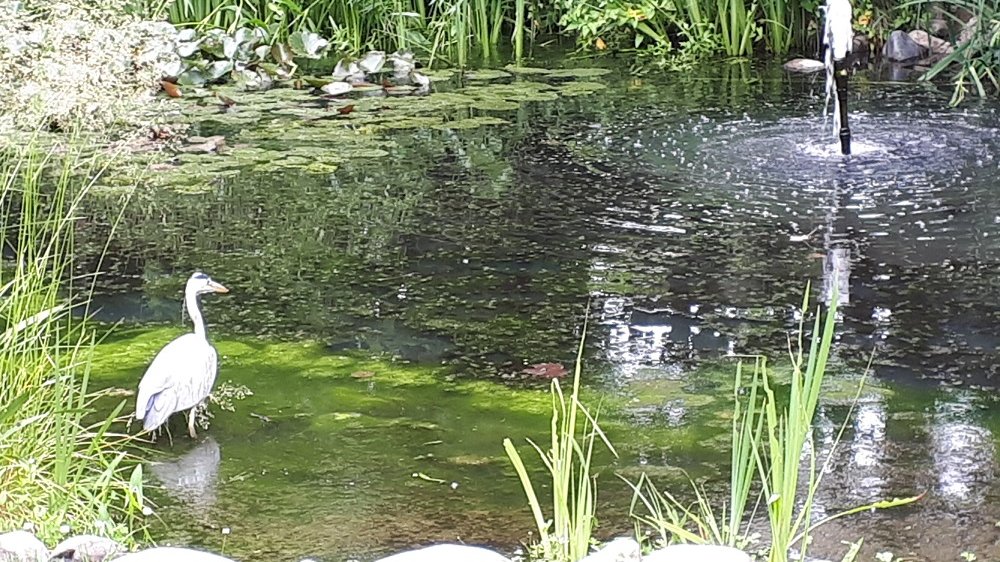 Fischreiher badet in Teich