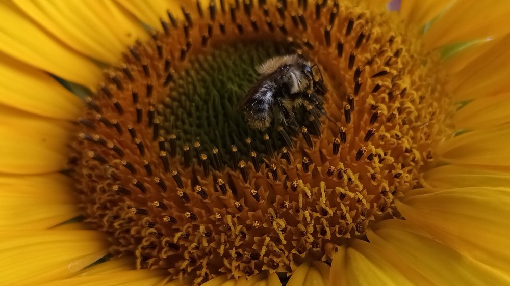Eine Biene hat es sich auf einer Sonnenblume gemütlich gemacht.