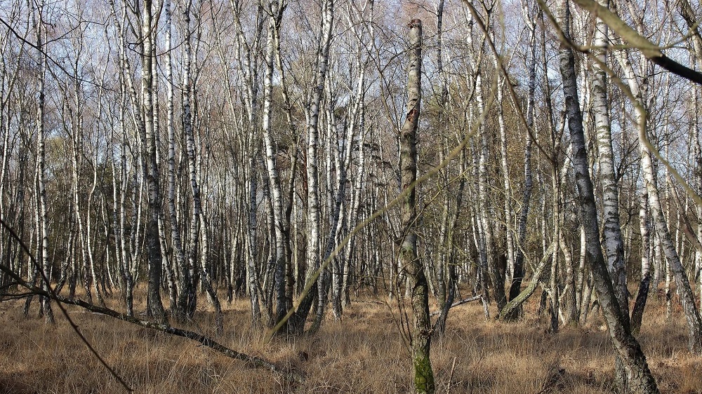 Birkenwald in der Wahner Heide.