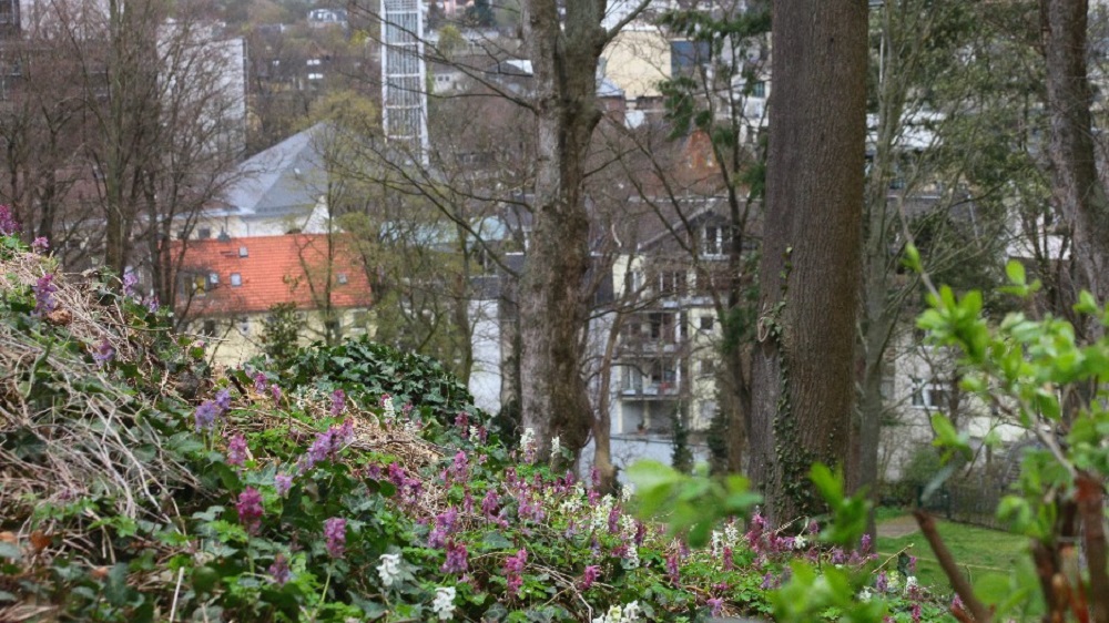 Blühender Lerchensporn im Vordergrund, im Hintergrund ist der Turm der Auferstehungskirche zu erkennen