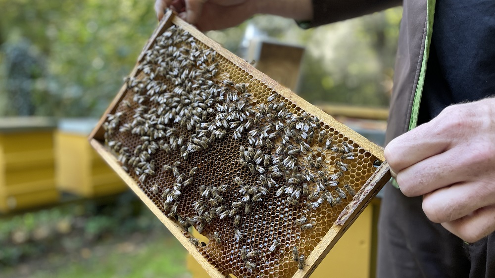 Honigwabe, auf der Bienen krabbeln, von Händen gehalten.