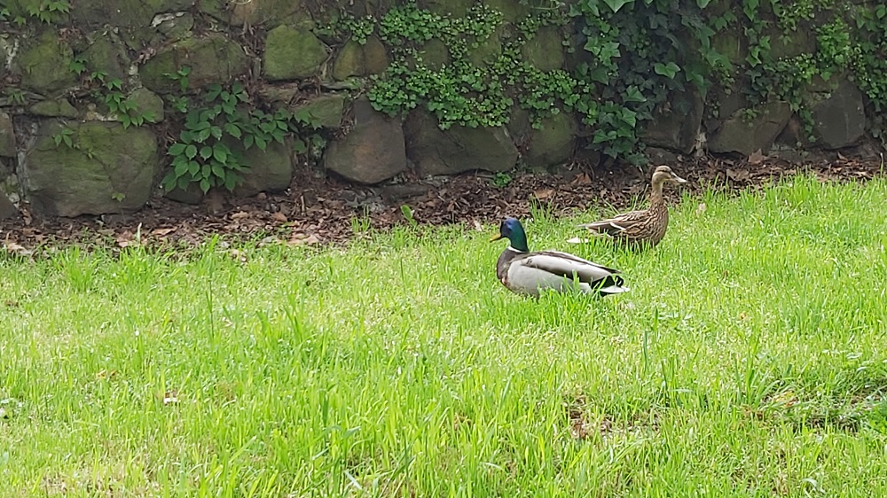 Entenpaar im Gras vor der Stadtmauer.