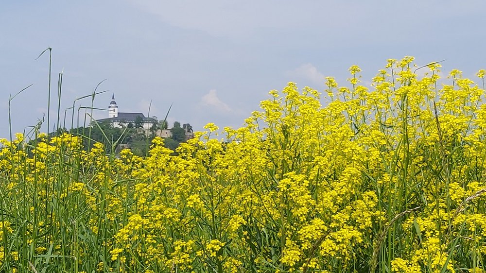 Ehemalige Abtei auf dem Michaelsberg über einem gelbblühenden Rapsfeld.