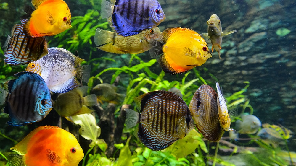 Aquariumfische